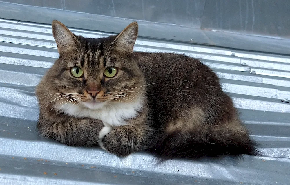 Siberian Pied Piper cat