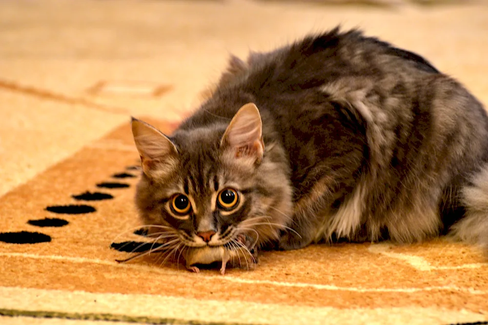 Siberian Pied Piper cat