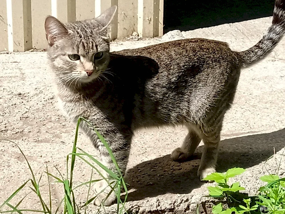 Siberian Pied Piper cat