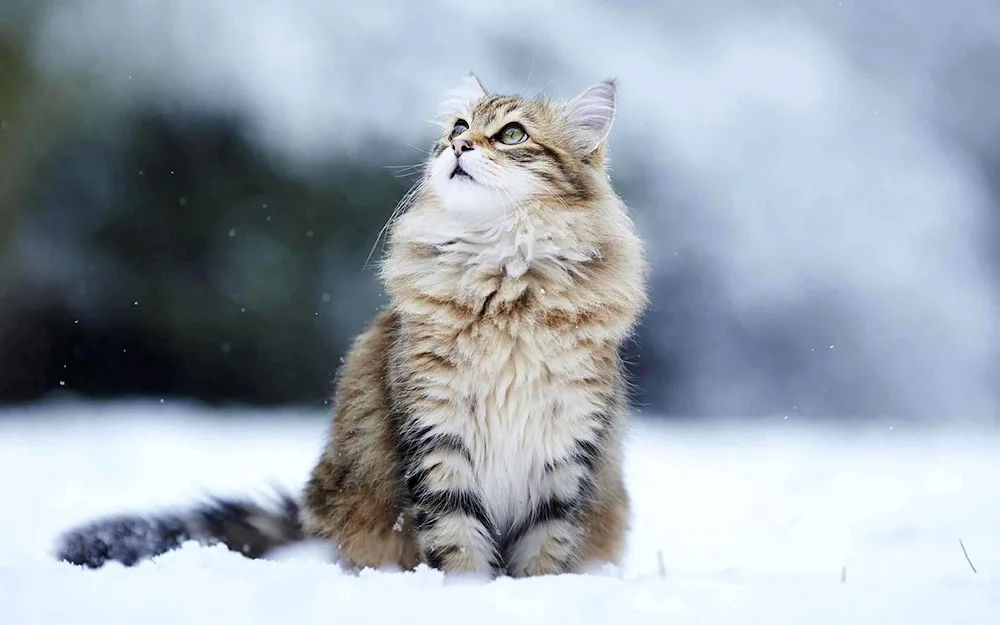 Musya Siberian cat. cat