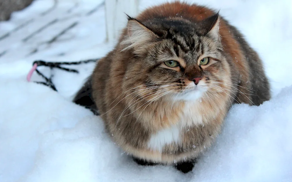 Siberian Forest Cat