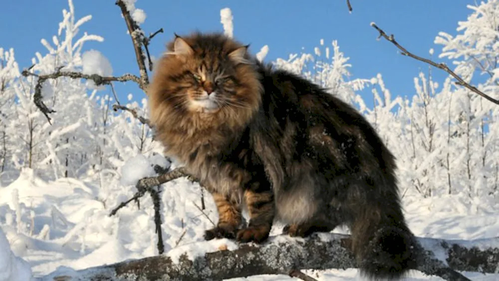 Siberian Wild Forest Cat