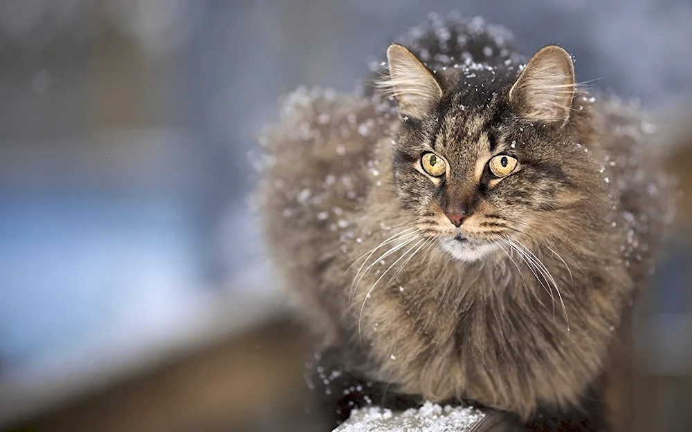 Siberian Forest Cat