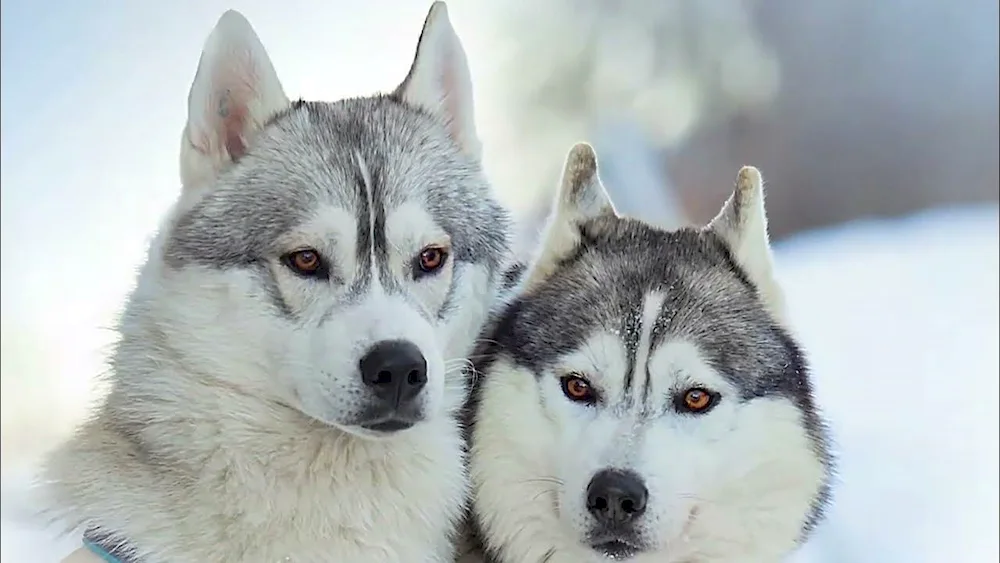 Husky dog breed
