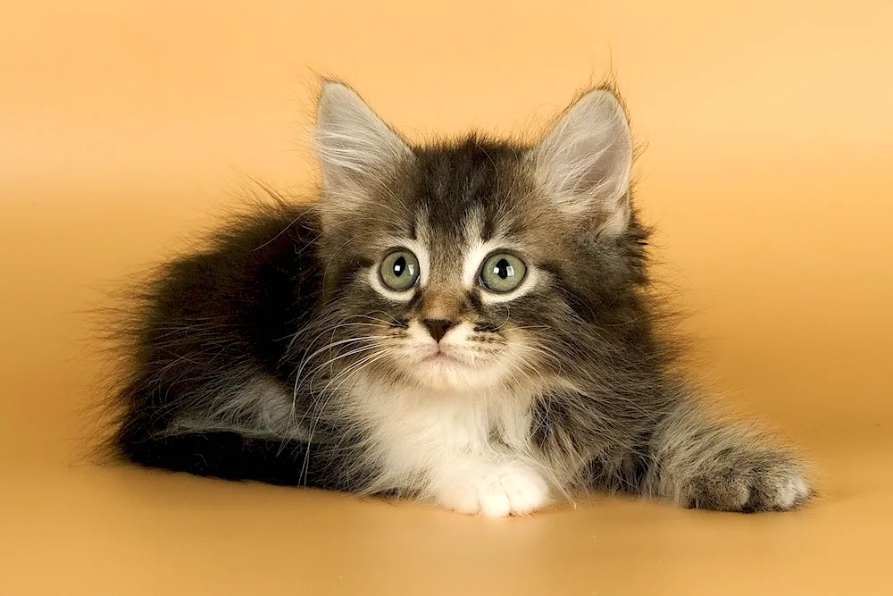 Siberian Maine Coon