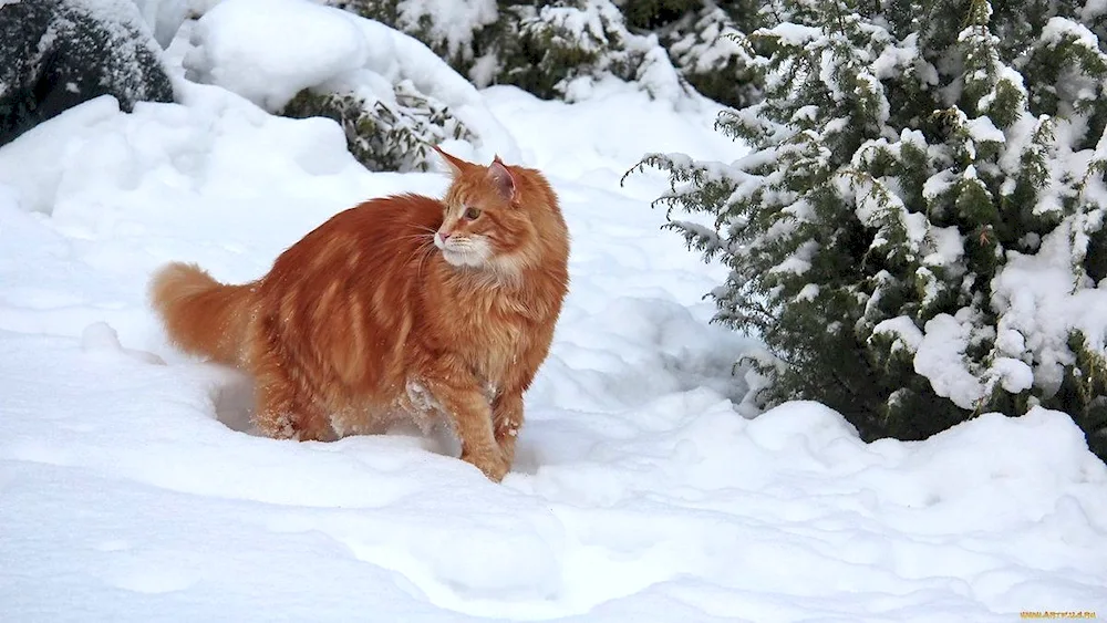 Siberian cat red shorthair