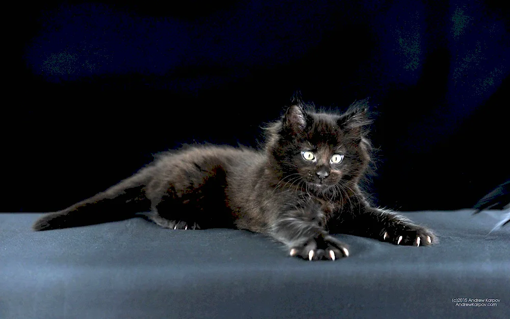 Maine Coon black