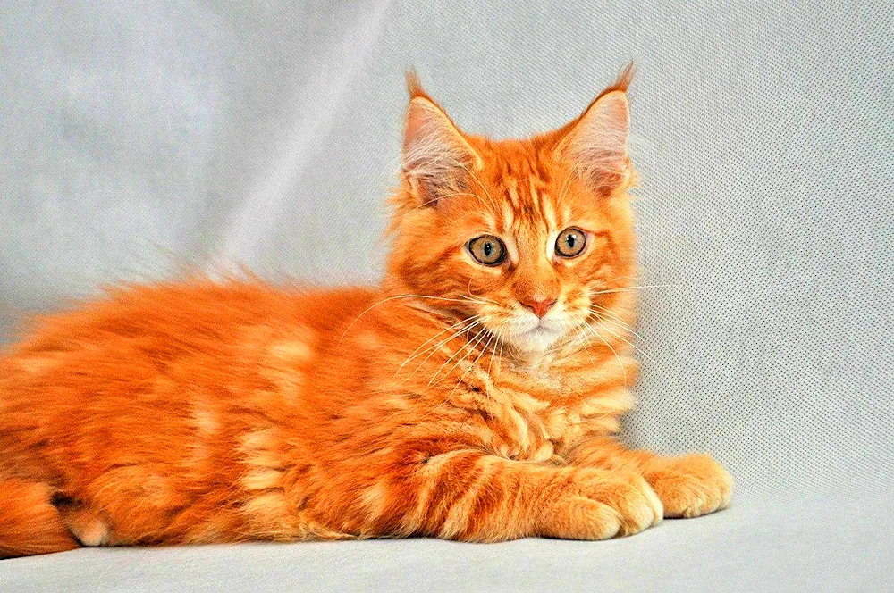 Siberian Maine Coon ginger