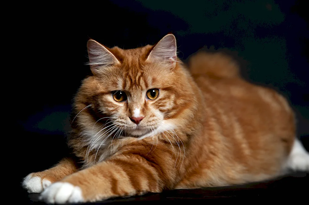 Siberian Maine Coon Red