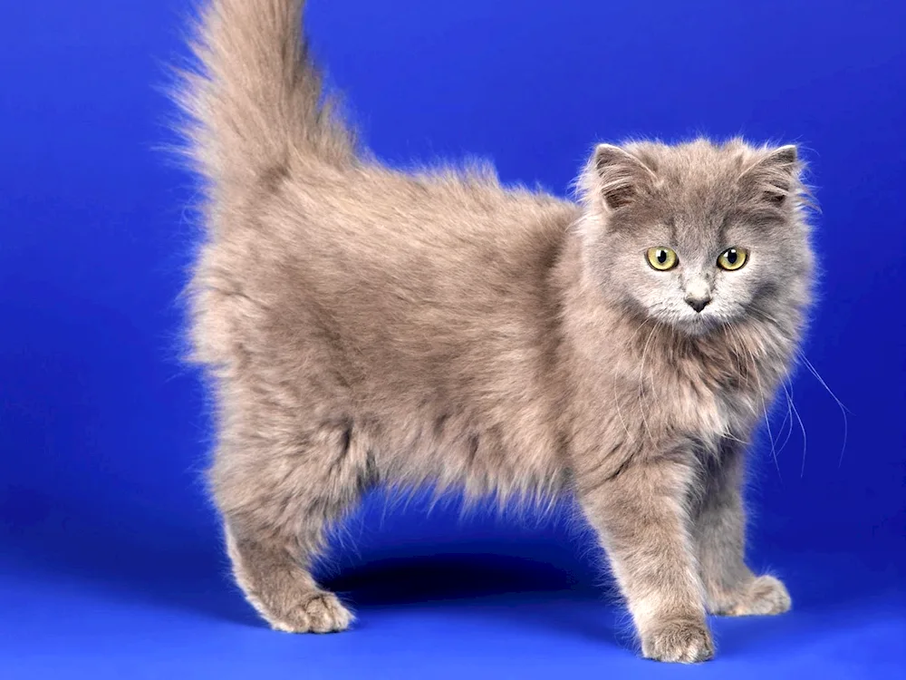 Siberian Nibelung longhaired cat