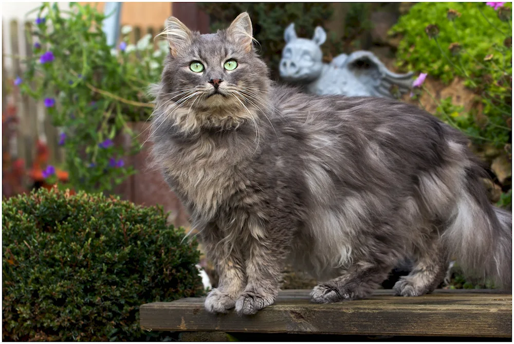 Siberian Nibelung longhair