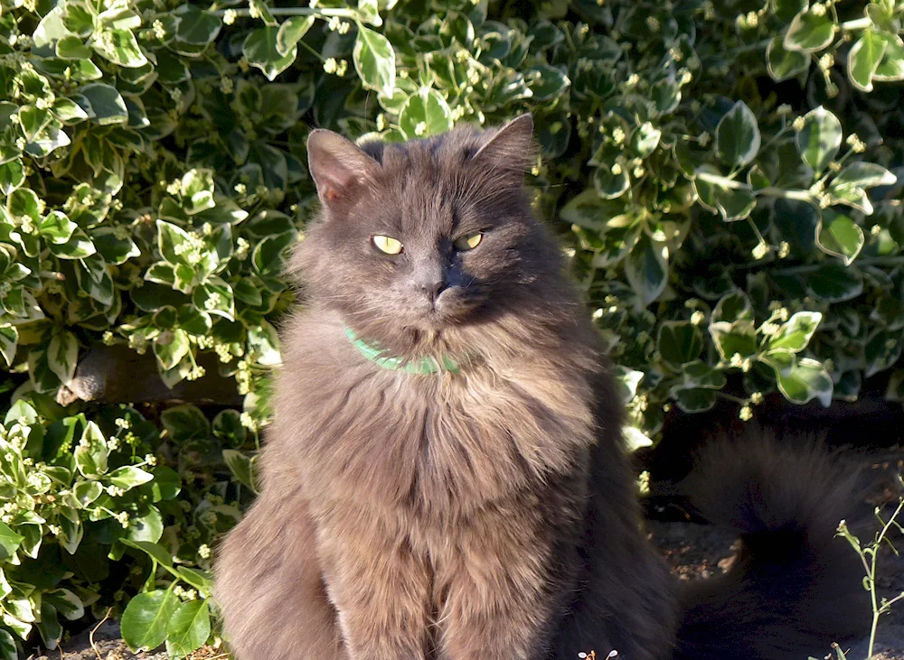 Siberian Nibelung longhair cat