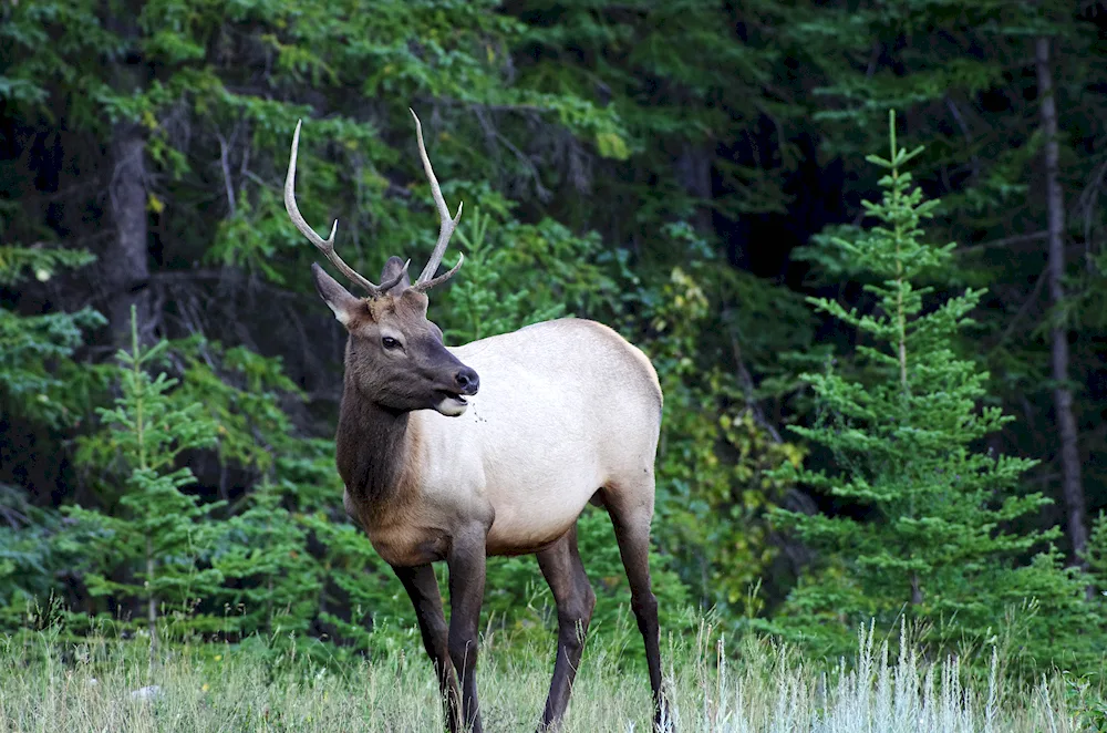 Siberian Northern Reindeer Kuznetskiy Alatau