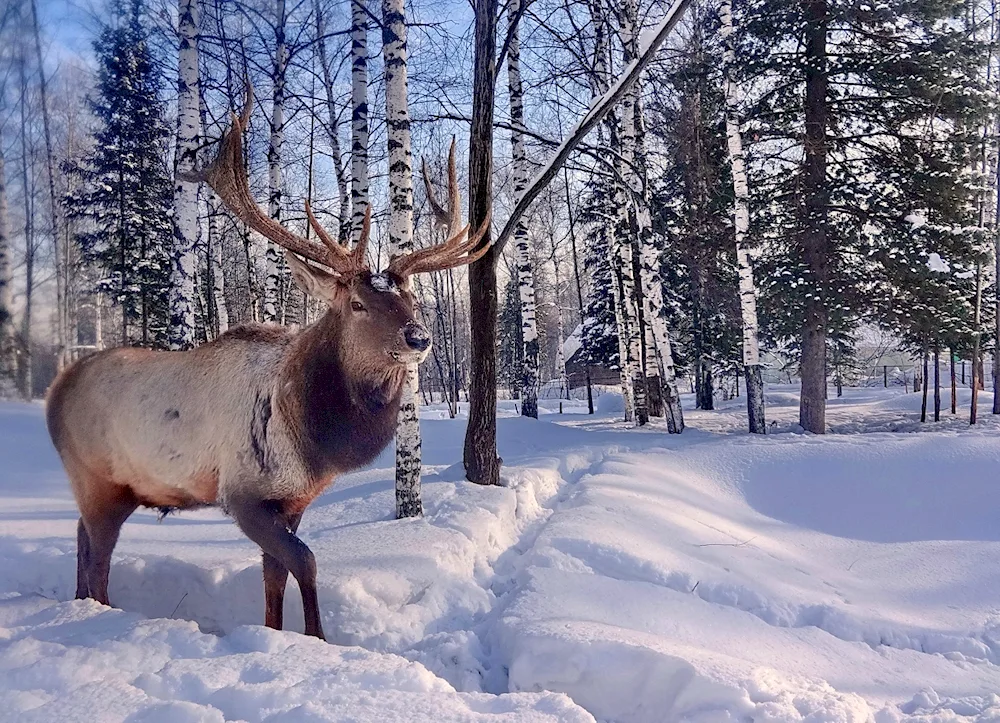 Siberian Northern deer Kuznetskiy Alatau