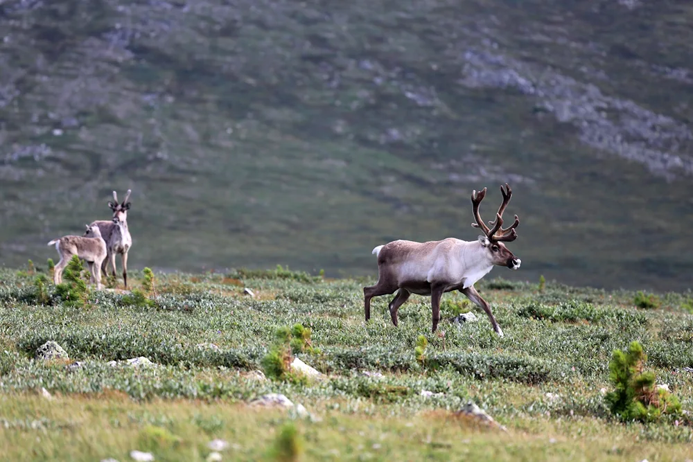 Siberian Northern deer Kuznetskiy Alatau