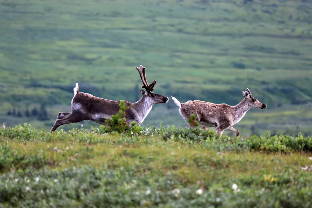 Siberian white-tailed deer Kuznetskiy Alatau