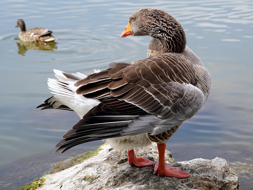 Wild migratory geese