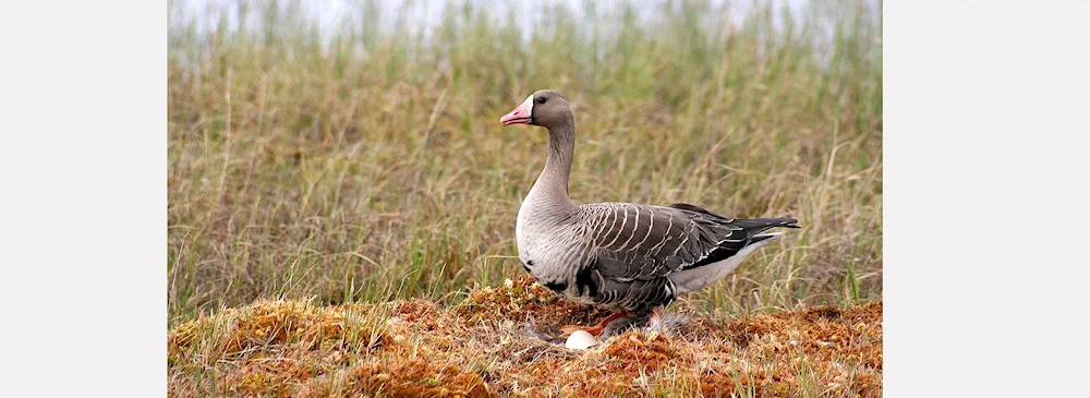 Taiga goose