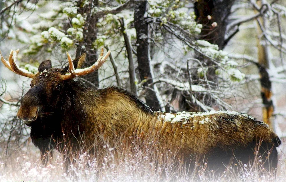 Siberian taiga forest forest