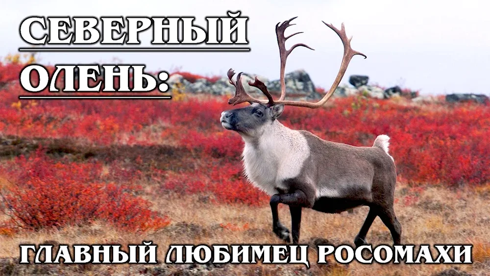 Siberian tundra Northern caribou