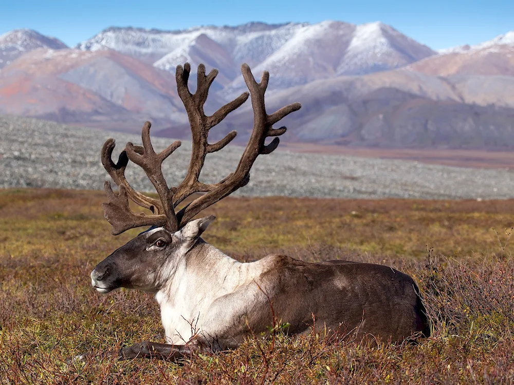 Siberian tundra tundra reindeer