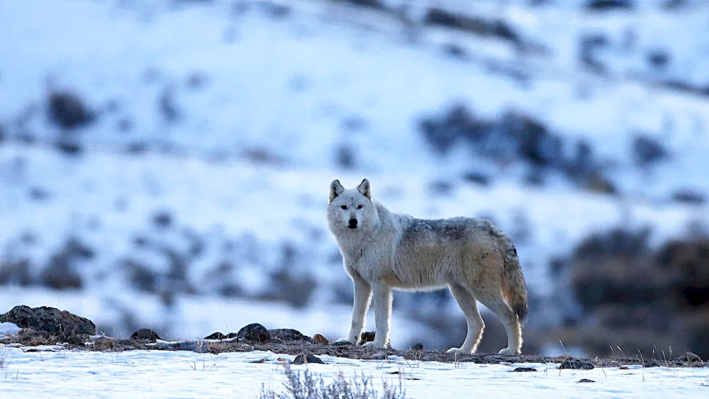 Siberian tundra wolf