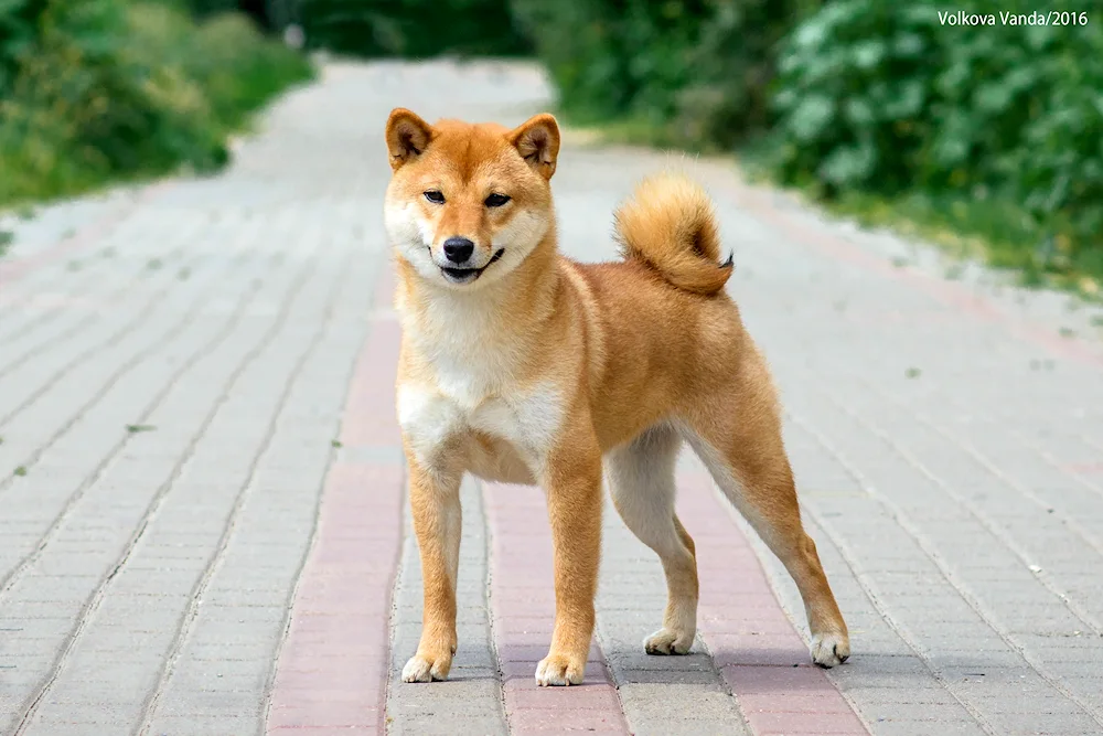 Siba inu