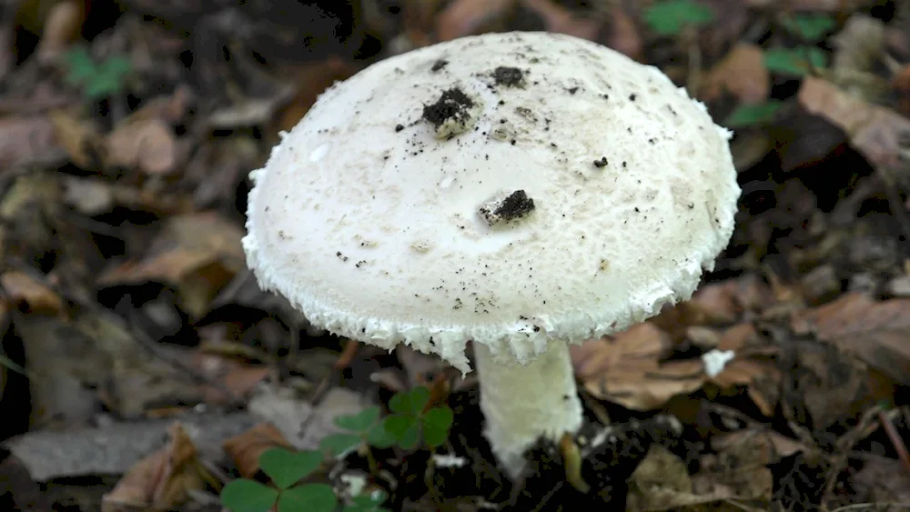 Edible white fungus