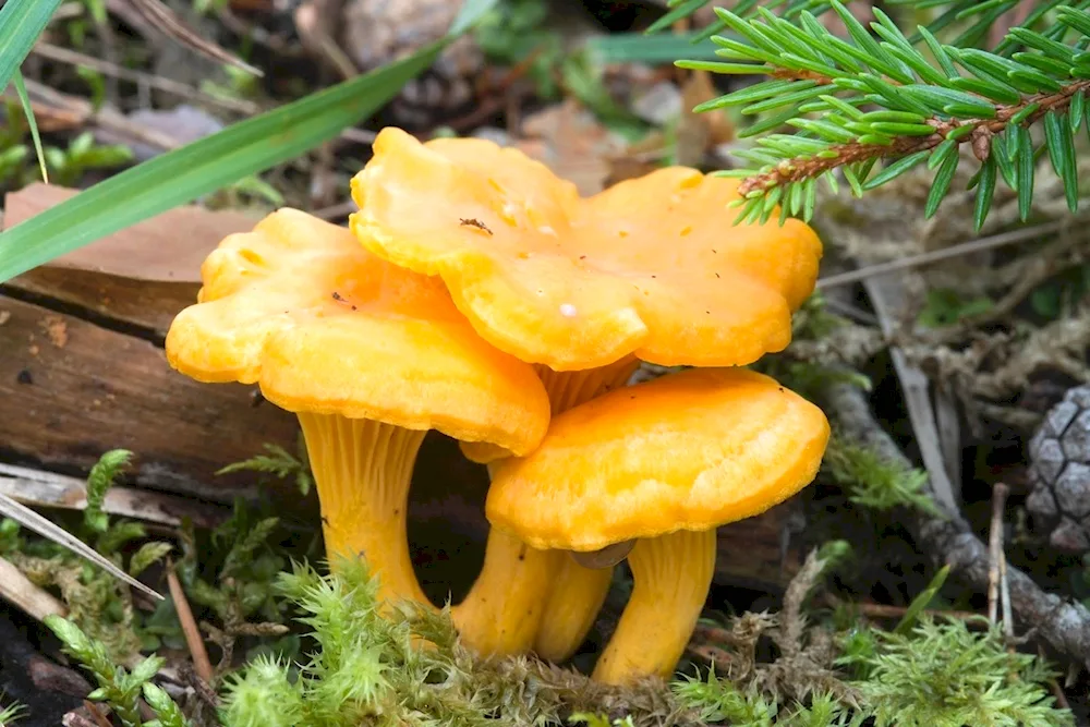 Edible chanterelle mushrooms