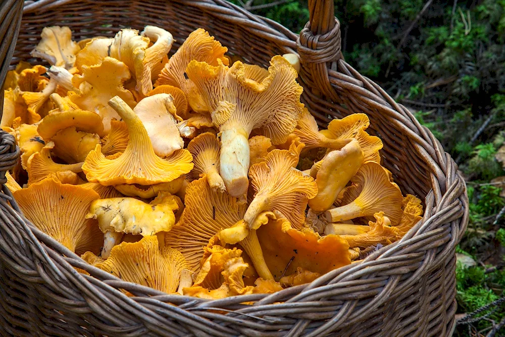 Chanterelle mushroom.