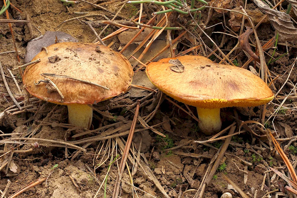 False buttercup yellow-brown mossy mushroom Suillus bovinus