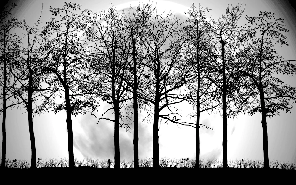A tree silhouette