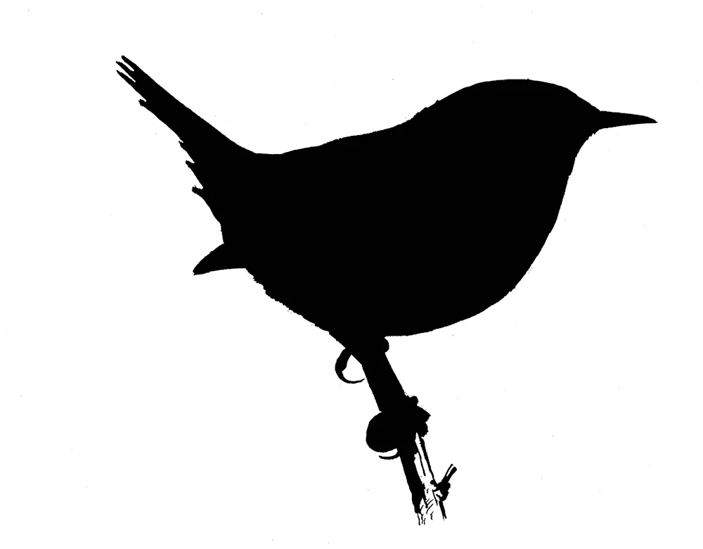 Silhouette of a bird