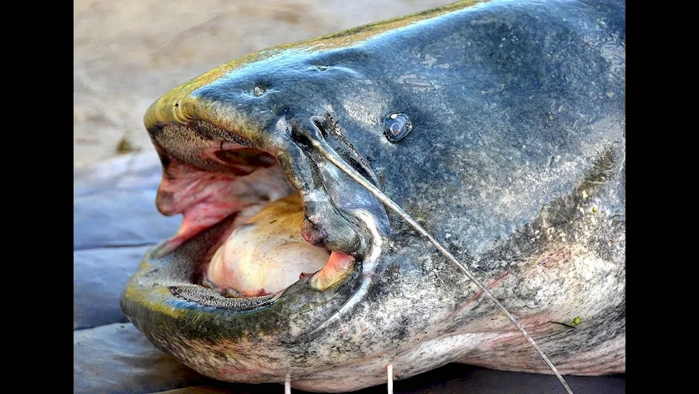 The largest catfish caught in the world