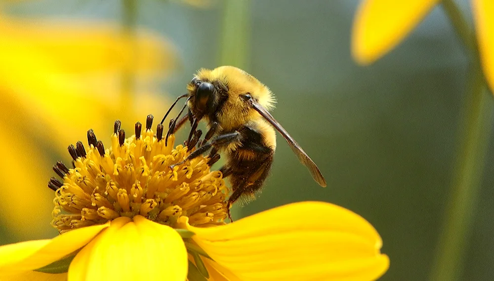 Beee pollen