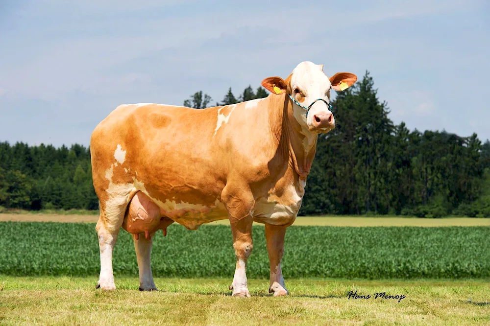 Meat breed of Hereford bulls