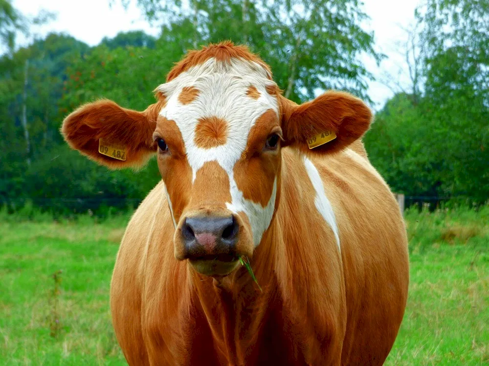 Cow