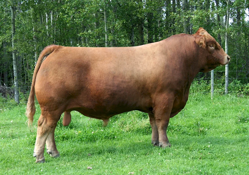 Simmental bulls