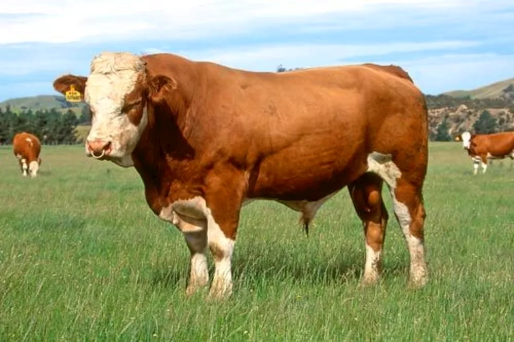 Simmental cows