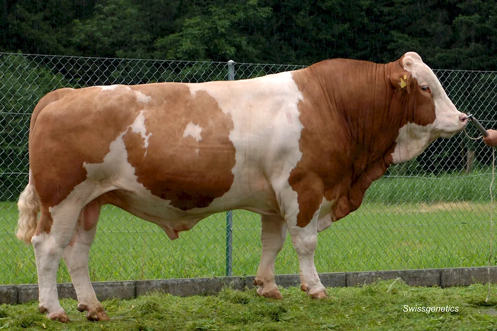 Simmental bulls