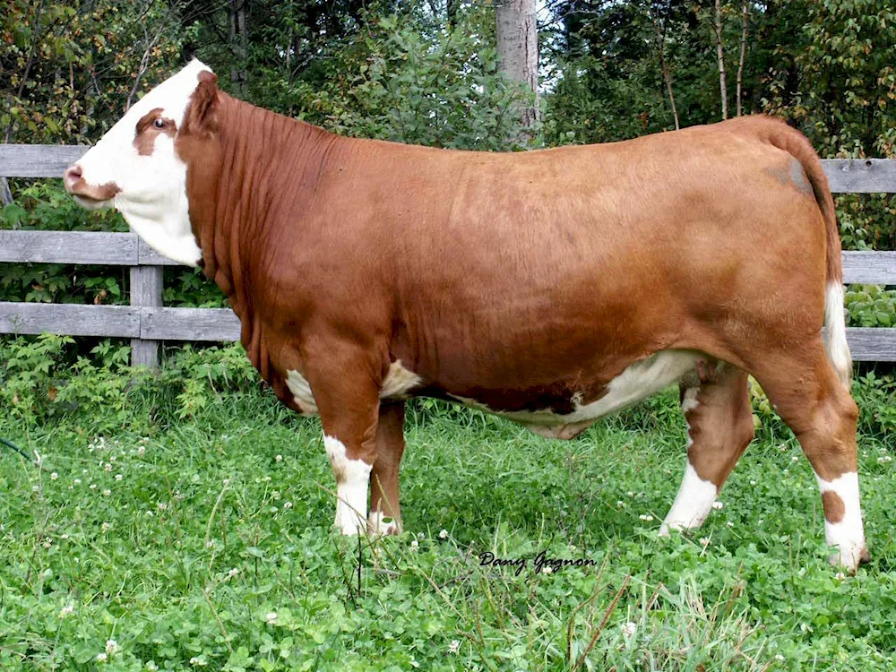 Simmental cow breed