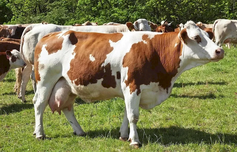 Simmental cattle breed