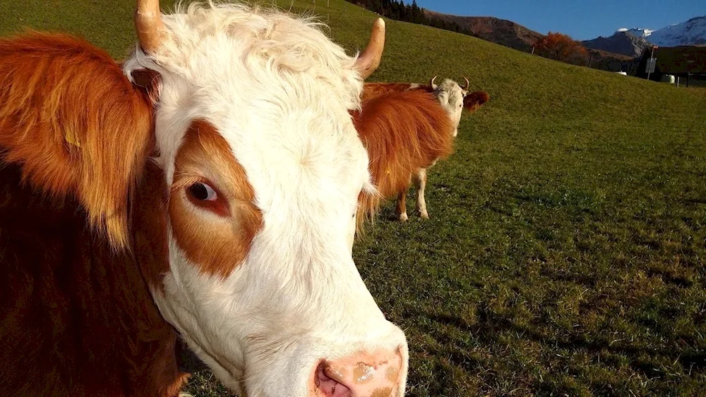 Simmental cows