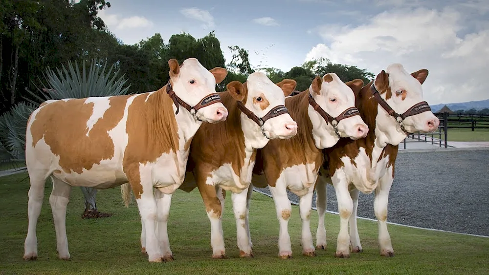 Simmental breed of cows