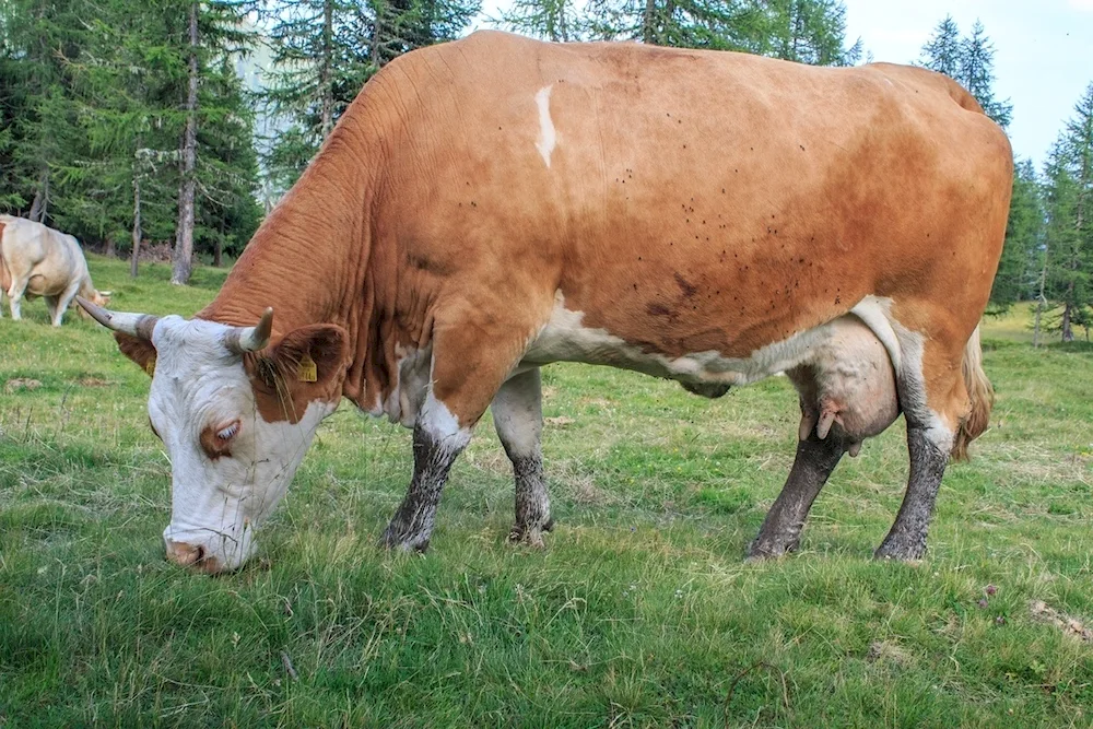 Simmental cattle breed