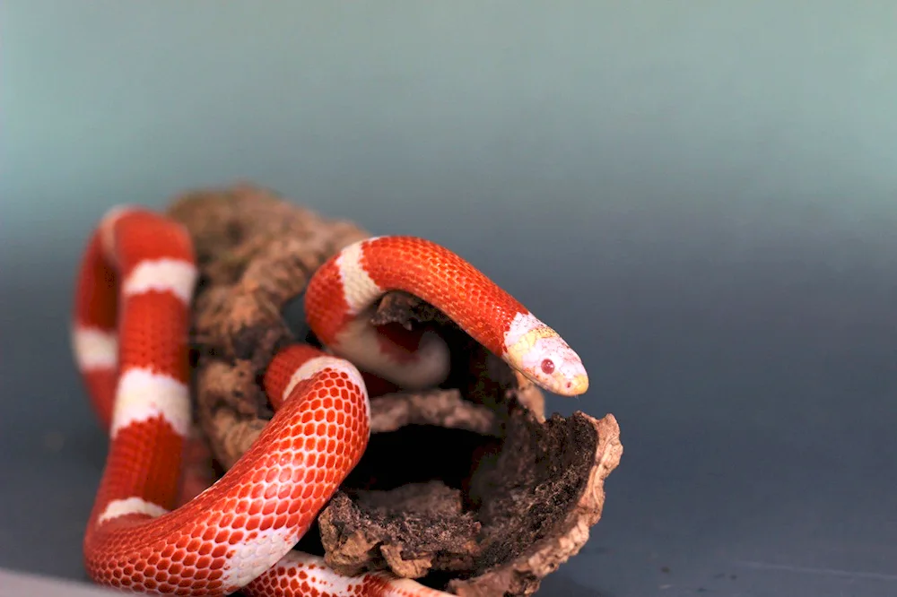 Milk snake and coral aspid