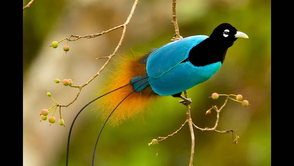 Blue-headed Bird of Paradise