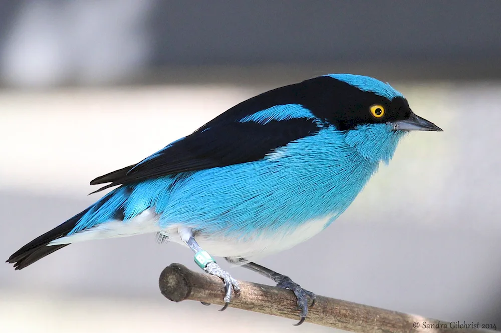 Blue jay bird