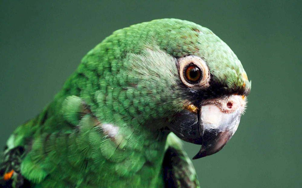 Cockatoo Parrots