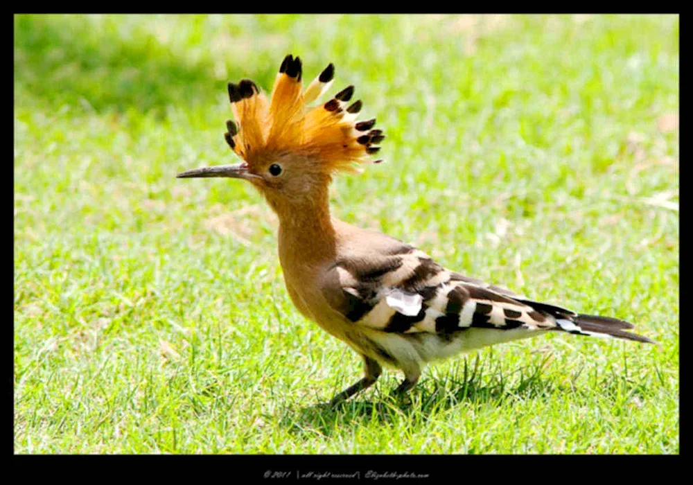 Blue-headed hoopoe